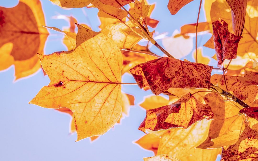 Anmeldung zur Herbstschule